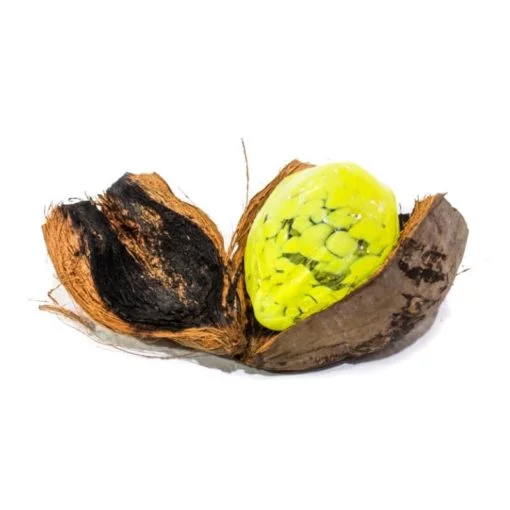 Hand Blown Glass Coconuts - Image 3