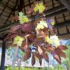 Frangipani Tree